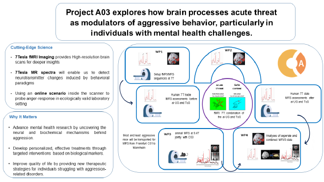 A research infographic titled 'Project A03 explores how brain processes acute threat as modulators of aggressive behavior, particularly in individuals with mental health challenges.' The infographic is divided into multiple sections. On the left, a 'Cutting-Edge Science' section highlights key points about 7 Tesla fMRI imaging, 7 Tesla MR spectra for detecting neurotransmitter changes, and using online scenarios for studying anger responses. Below it, the 'Why It Matters' section explains the significance of the research in advancing mental health treatments. The right side of the infographic contains a flowchart with labeled sections (WP1, WP2, WP3, WP4) detailing the study's methodology, including human and animal MRI scans, experimental conditions (acute threat vs. safe context), and analysis processes. The design incorporates text, icons, MRI scan illustrations, and graphs showing brain data.